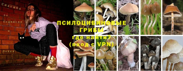 прущие грибы Арсеньев